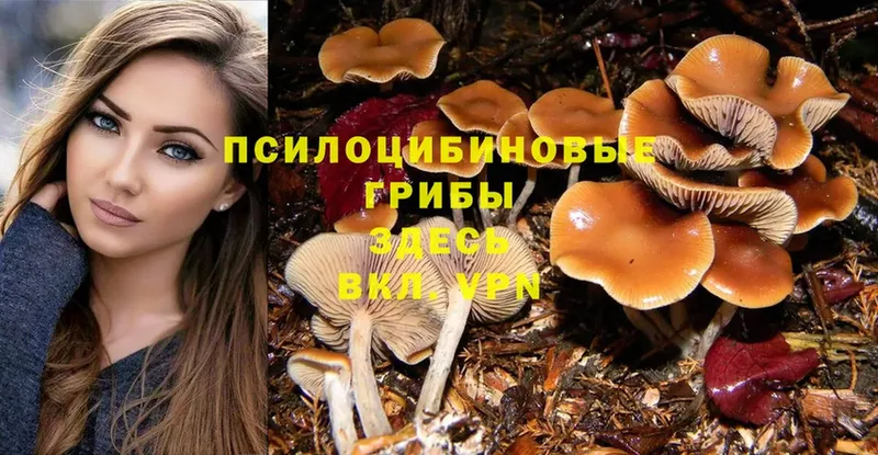 где найти   Нерехта  Псилоцибиновые грибы MAGIC MUSHROOMS 